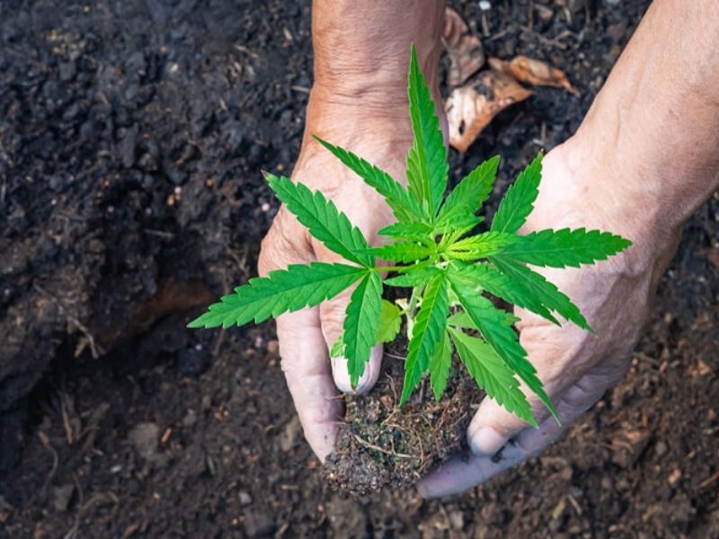 Growing cannabis organically