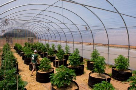 Photo for: The Top Greenhouse Cannabis Cultivators