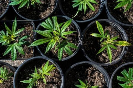 Photo for: 6 reasons to start growing your own cannabis at home!