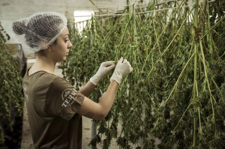 Photo for: Cultivating Cannabis Through the NFT method