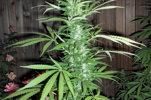 Photo for: North Carolina Medical Cannabis Bill Advances