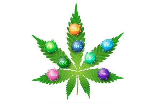 Photo for: The Essence of THCa in Cannabis