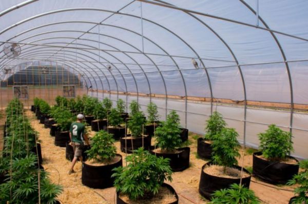 Photo for: The Top Greenhouse Cannabis Cultivators